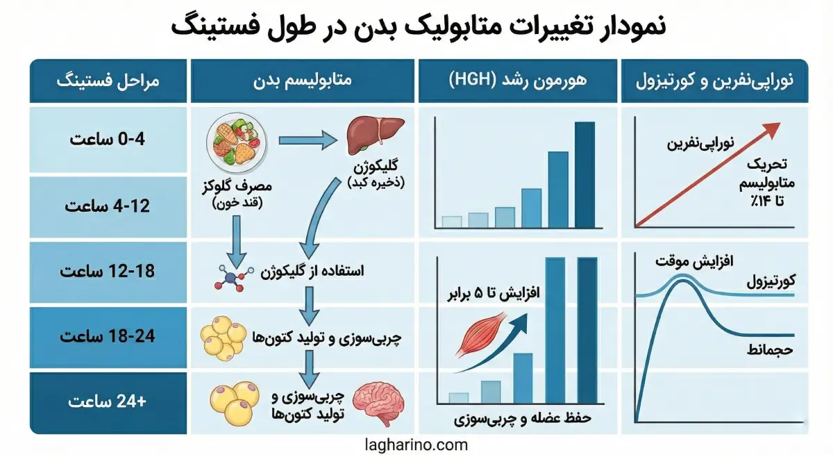 نمودار تغییرات متابولیک بدن در طول فستینگ