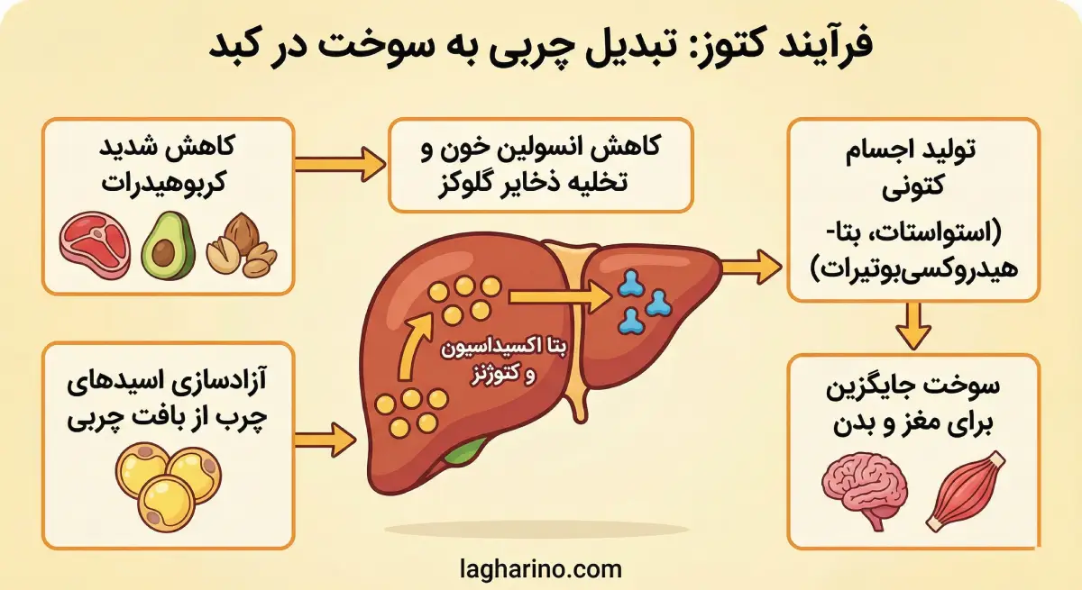 اینفوگرافیک فرآیند تبدیل چربی به کتون در کبد